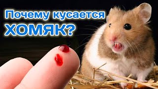 Почему кусается хомяк 🐹??? 🐹😡🐹😡🐹😡 | Why does a hamster bite?
