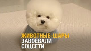 Животные шары завоевали соцсети Животные шары завоевали соцсети