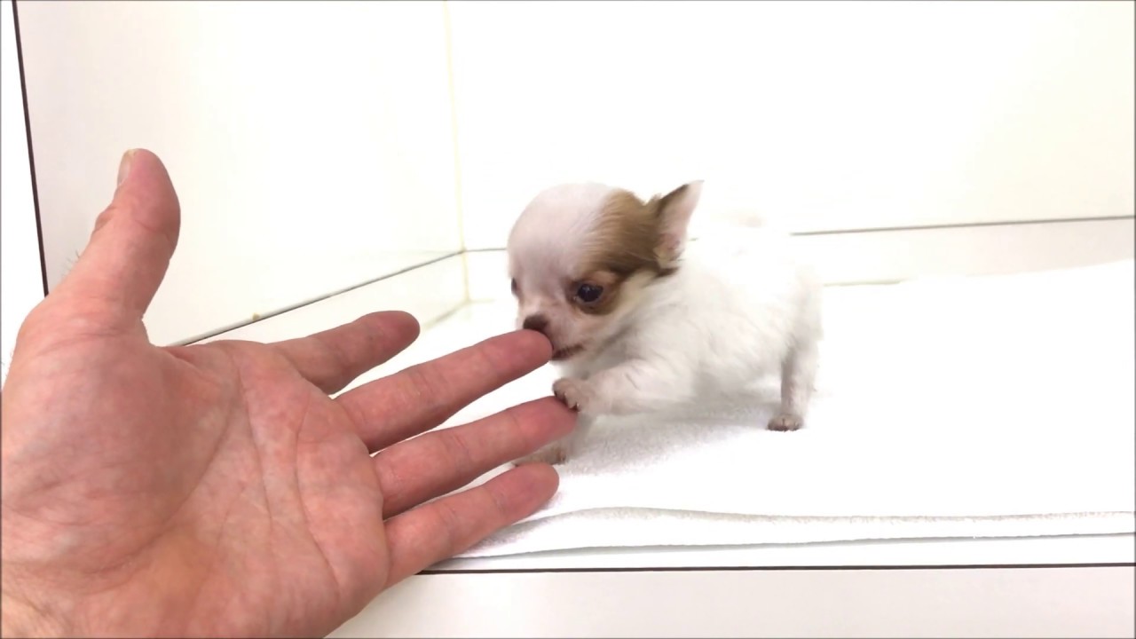 生後52日で≪260g≫の超極小チワワ!! - YouTube