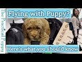 How to Fly with a Puppy in an Airplane