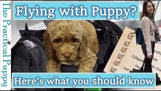 How to Fly with a Puppy in an Airplane