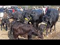 फरवरी महीने में बिकती हुई भैसे देखिए दिलदारनगर के पशु मंडी से | Bhains ki Mandi | Buffalo Video