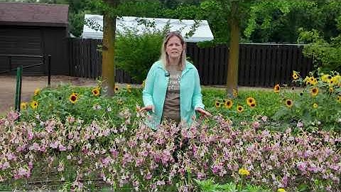 Whisper Nicotiana at Ball Customer Days