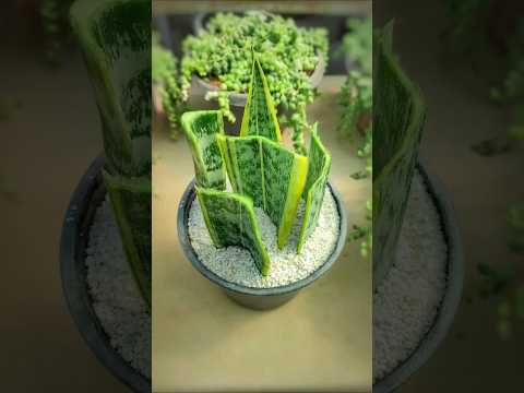 Video: Potted Plants Winter Care - Paano Protektahan ang Container Plants Sa Winter