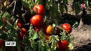 Une collection de tomates unique