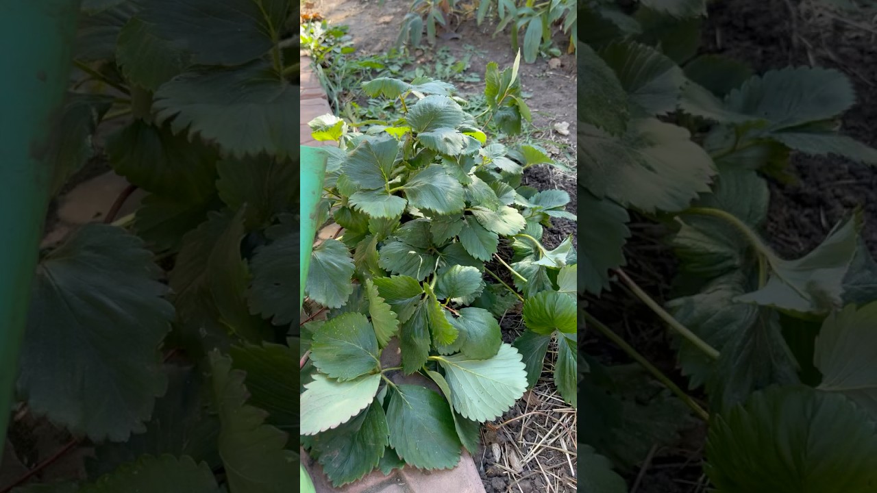 Сделайте это от болезней Клубники в Сентябре