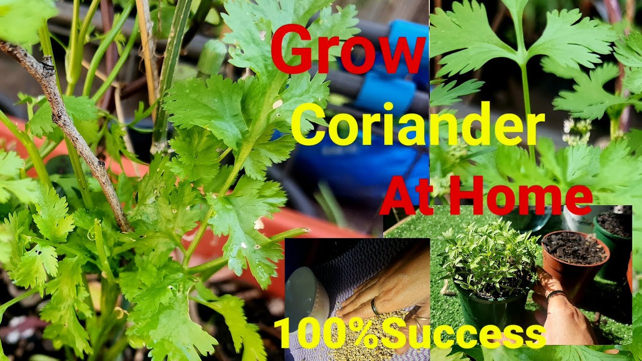 How to grow coriander from seeds/Easy way to grow