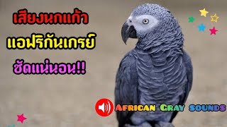 เสียงนกแก้วแอฟริกันเกรย์ร้อง ชัด200% AfricanGray sounds