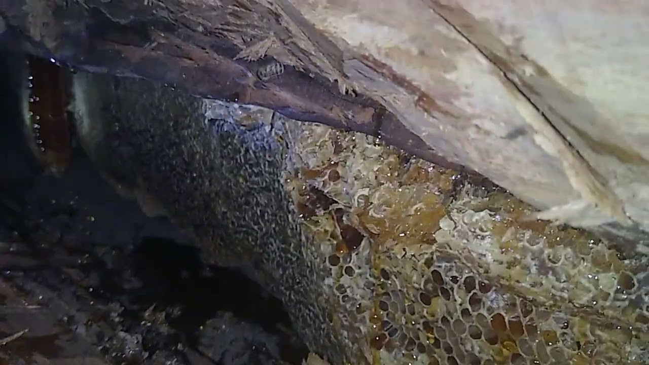 tirando abelha com muito mel a noite