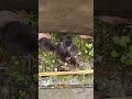 ジネズミに癒されたのでシェアします
