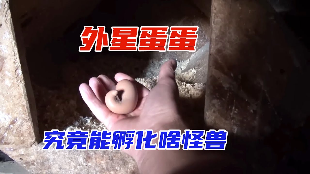 大叔在雞窩里意外撿到一枚奇怪的蛋，孵化出來的生物竟然如此厲害。