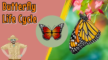 The Butterfly Life Cycle | Educational Videos For Kids