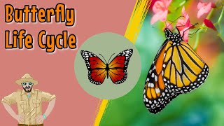 The Butterfly Life Cycle | Educational Videos For Kids
