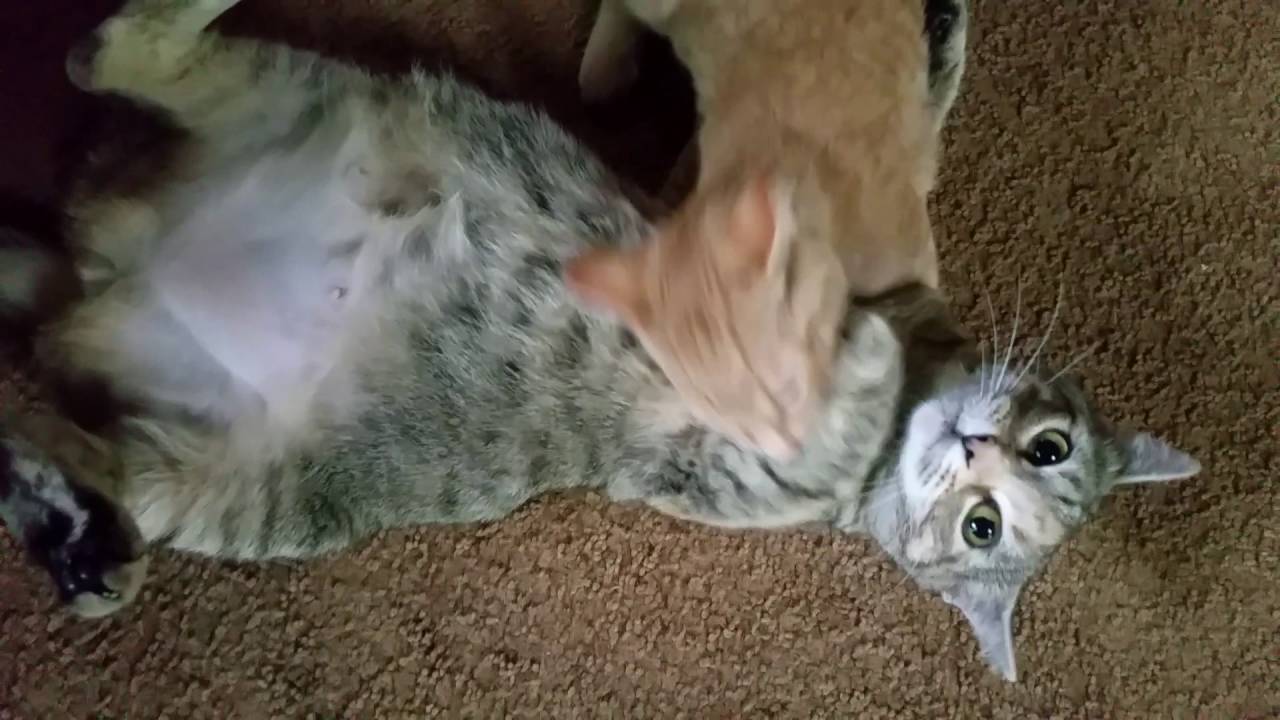 camera iphone 8 plus apk Cat antics