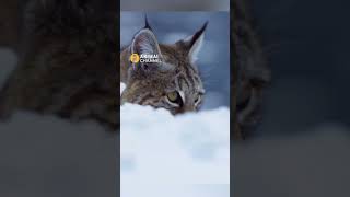 Bobcat catches a Vole with an Incredible jump #animals