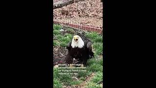 Murphy, a bald eagle who incubated a rock, now has an orphaned eaglet to care for.#murphy #the#eagle