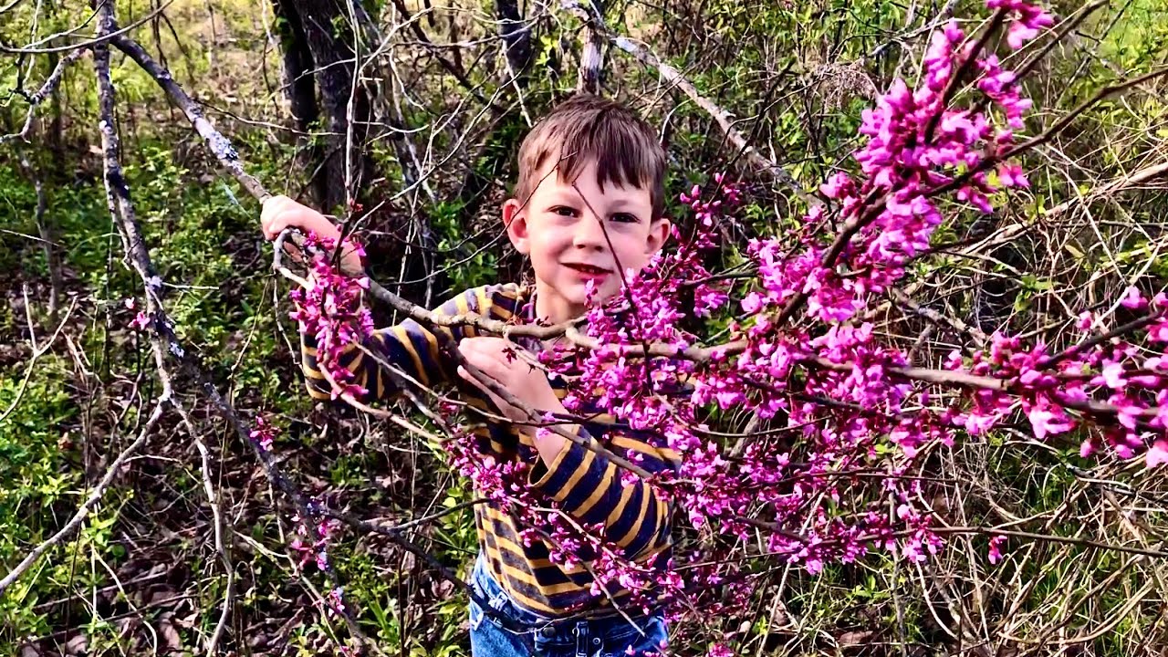 Redbud Tree Blooms Are Edible! A Vitamin C  Powerhouse!!   Let’S Eat!