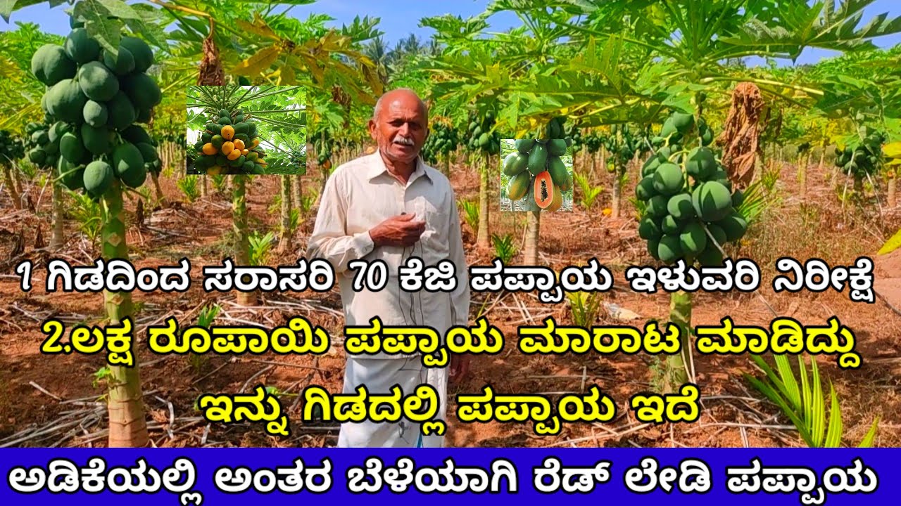 intercrop papaya | ಪಪ್ಪಾಯ ಕೃಷಿ | ಅಡಿಕೆ ತೋಟ |  arecanut ರೆಡ್ ಲೇಡಿ | adike thota .Red ledy papaya crop