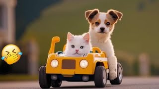 ❤ Try Not To Laugh Dogs And Cats ❤ Funniest Animals 2024 #17