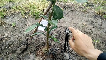 Tưới phun mưa cho cây bưởi | Tưới tiết kiệm 1 lần hết toàn bộ diện tích