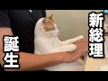 【甘えんぼ猫】猫が総理大臣になればこの世は平和になるのだ
