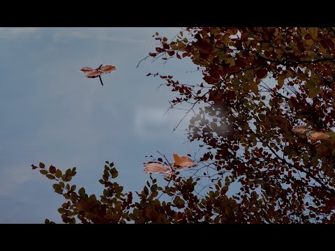 Spår efter dig - Perry Stenbäck & Dekadans