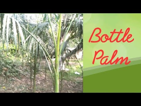 How to grow Bottle Palm | How to grow Royal Palm | Bottle palm plant care