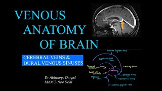 Cerebral Venous Anatomy L Radiology L Dural Venous Sinuses L Cerebral Veins L Mr Venography