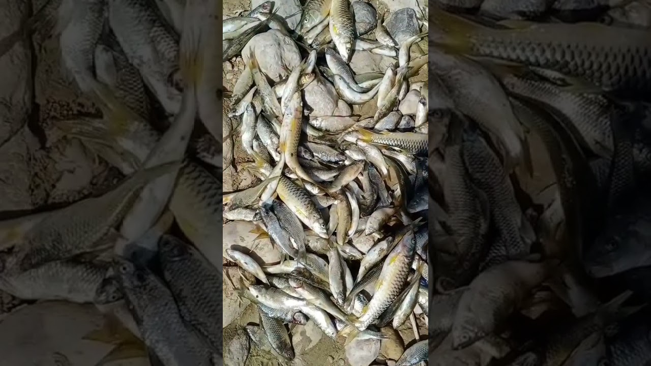 sweet water fish😍 || fish short😱 video 