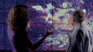 Cancer Research Grants of Compute the Cure 2017