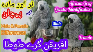 Gender Identification of African Grey Parrot l African Grey Male & Female Difference in Urdu Hindi