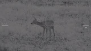PULSAR ultra n355  roe deer. 50 meters.