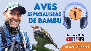Birding in Action: Aves Especialistas de Bambù | Renzo Zeppilli | Birding Podcasts