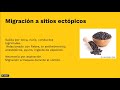 Ascariasis Ascariasis
