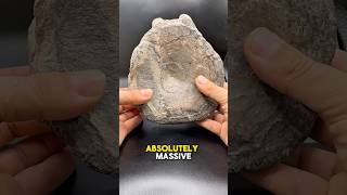 The ACTUAL Bones Of A Sea MONSTER #fossilhunting #fossil #geology #whitbyfossils
