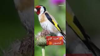 تغريد حسون بري