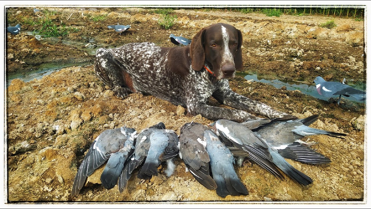 Охота на голубя (Вяхиря) с профилями! - YouTube