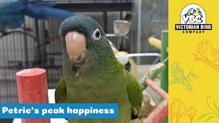 Petrie The Blue Crown Conure | Victorian Bird Co