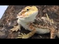 Bearded dragon