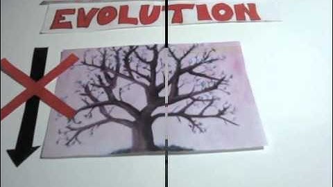 Patterns of Evolution - CB Biology (Class 9G)