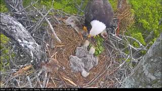 AEF-SM Eagle Nest Cam 4-19-18 Lady Independence brings in a rabbit!