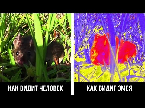 Видео: Как виждат рибите