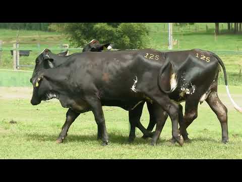 LOTE 125   23º LEILÃO GIROLANDO FAZENDA SANTA LUZIA