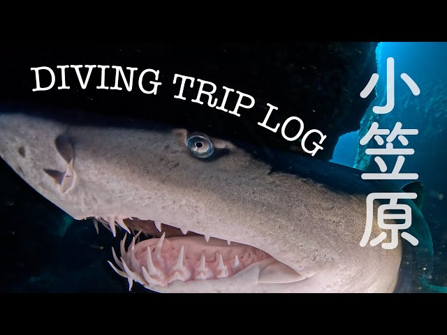 小笠原ダイビングでシロワニがエグかった - YouTube