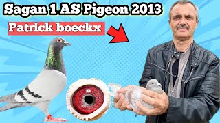Best pigeon in belguim 2013 : Sagan 1st Nat. Ace Pigeon Short Distance,from Patrick Boeckx. screenshot 5