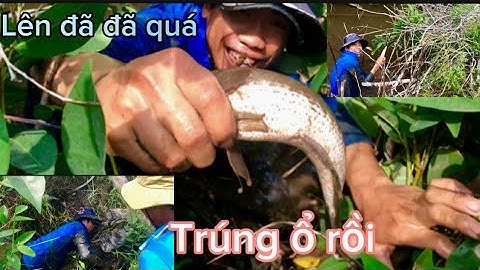Fishing kích cá lóc đồng ở mươn lúa cạn trúng  ổ cá lóc trong hang lên toàn hàng khủng phần 1