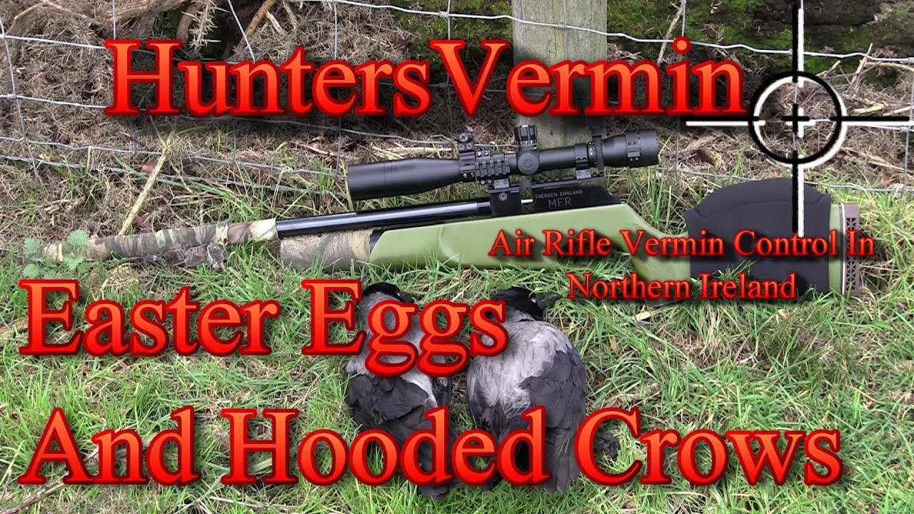 Air Rifle Hunting, Easter Eggs And Hooded Crows YouTube
