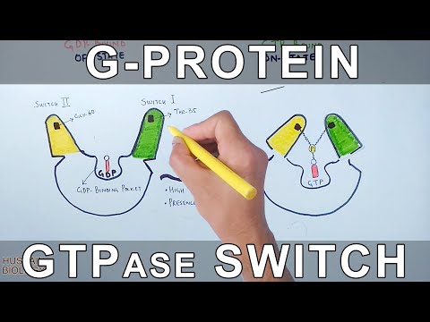 G-Protein and GTPase Switching Mechanism