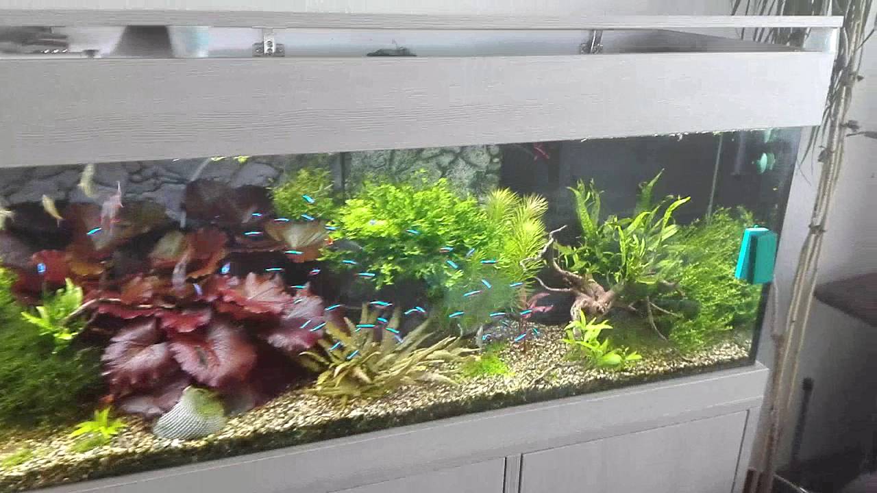 Aquarium 450l YouTube