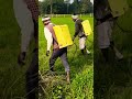#virlshort #farming #kharpatwar ki dava chirgaon#trending #hitsong #punjabisong